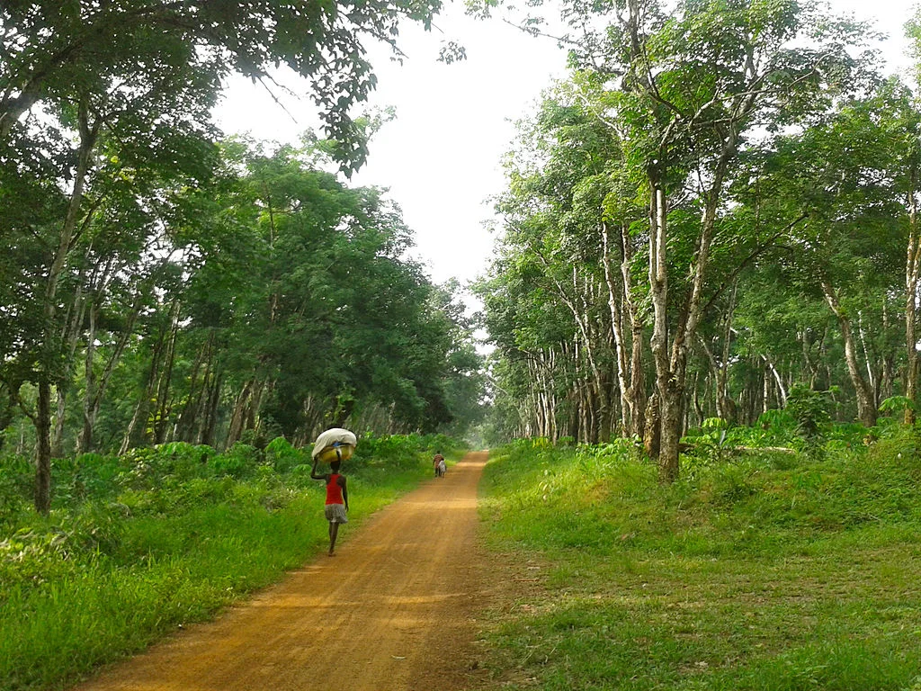 A rubber tree plantation in Liberia.