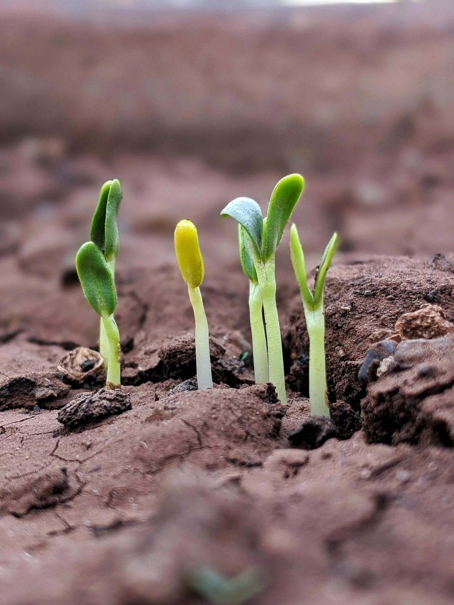 Planting seeds to navigate change.