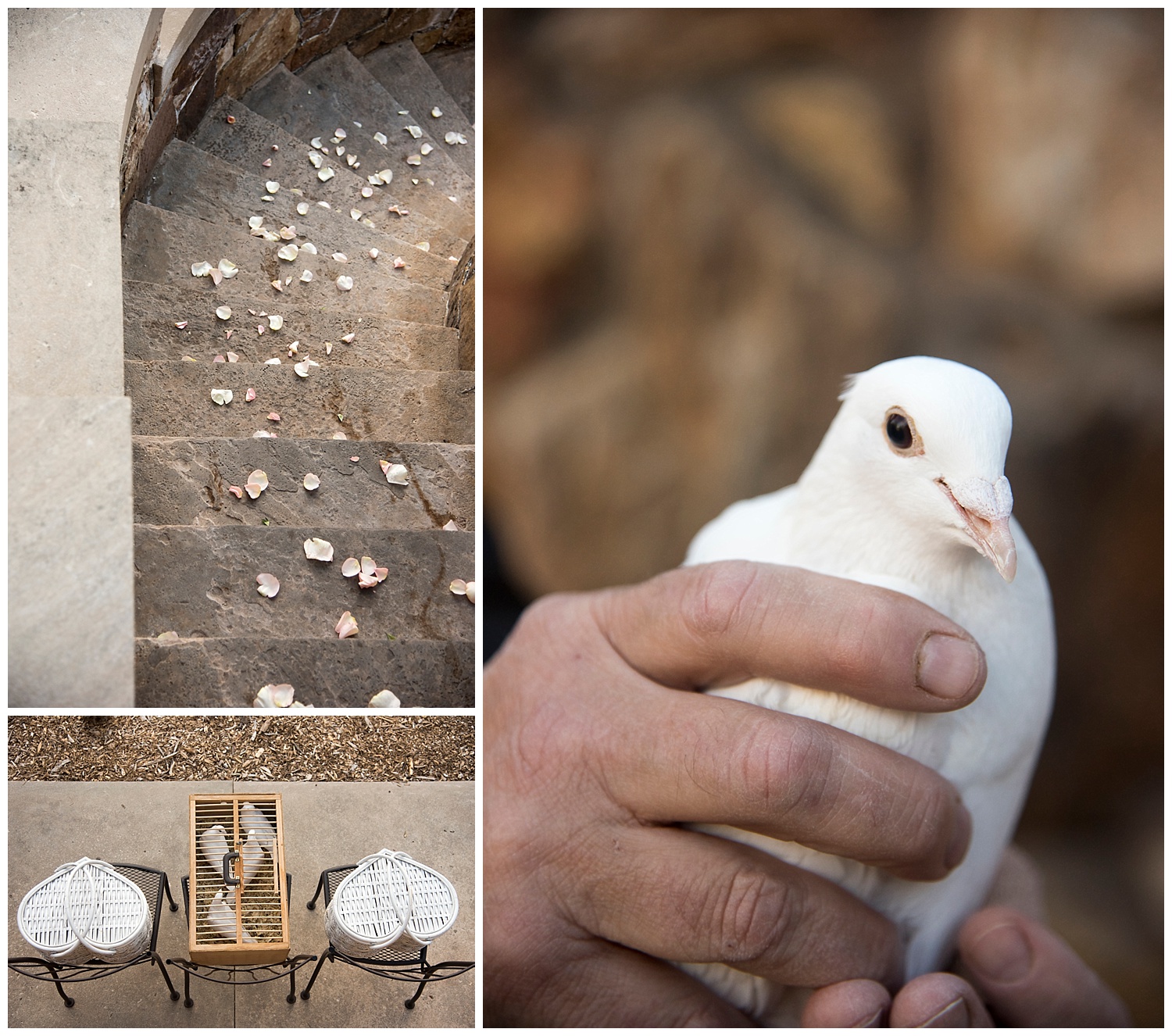 Close up of White Dove | Nicholas and Eden's Surprise Proposal at Glen Eyrie Castle | Colorado Springs Photographer | Farm Wedding Photographer | Apollo Fields Wedding Photojournalism