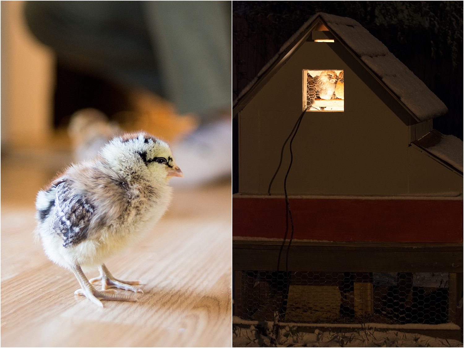 Our Chickies