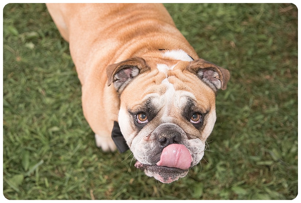 Dogs at Weddings, Having Your Dog at the ceremony, Bulldog at Wedding Upstate NY Wedding Venues Farm Weddings