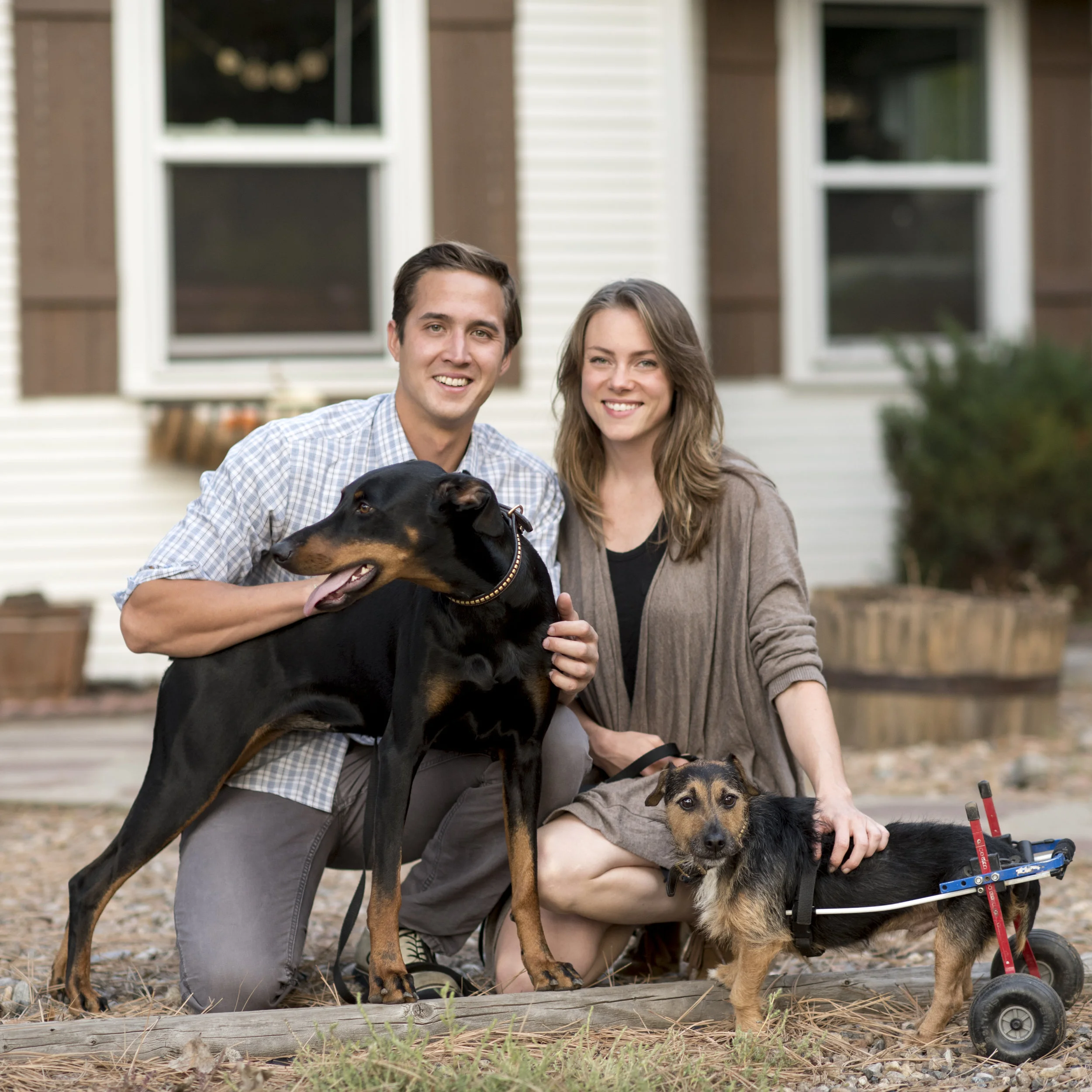 Doberman_Jack_Russel_Hunt_Terrier_Pups.jpg