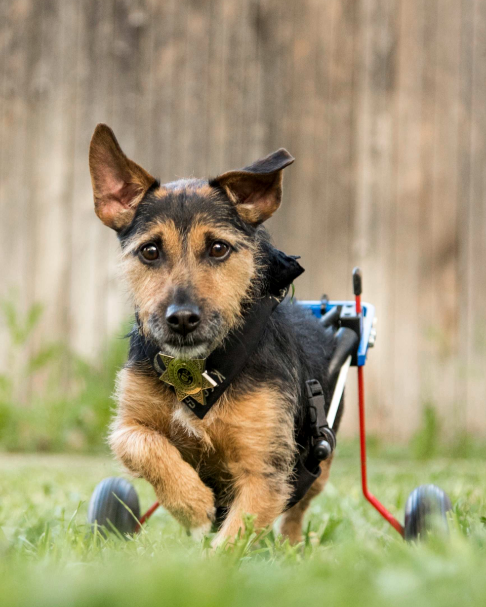 RIDDLE – 7 years old, Hunt Terrier Riddle puts the terrorist in terrier. He had a spinal stroke in 2017 that left him paraplegic so now he rocks his wheelchair like the little ass kicker that he is. It hasn’t slowed him down a bit (sometimes I wish it would, actually) and he still comes hiking and camping with us all the time. His favorite activities include eating Blue Jays, lounging in sun spots, and jumping off of couches or flights of stairs. Has nine lives and has used eight of them already.