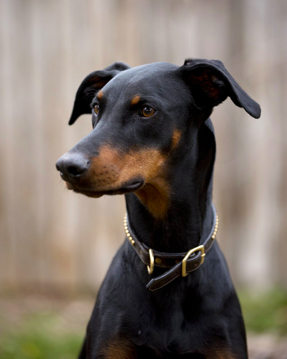 RUMOR – 3 years old, Doberman Pinscher Rumor is our rescue dobie who looks much more intimidating than she actually is. Thinks she’s a lapdog and doesn’t see the appeal in adventuring or hunting. She’s definitely the baby of the family and is perfectly happy to be the beta to Riddle’s alpha. We got her at a sandwich shop in Boulder, CO in 2017 (for real, ask us the story) and she’s been loving up on us ever since. She prefers to spend her days in the comforts of her own home cuddled up on a couch.