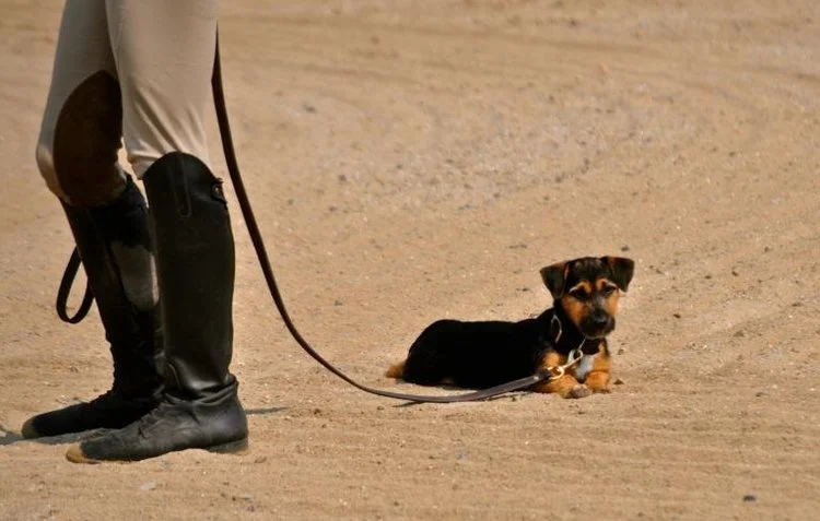 Horse_Farm_Dog_Riding.jpeg
