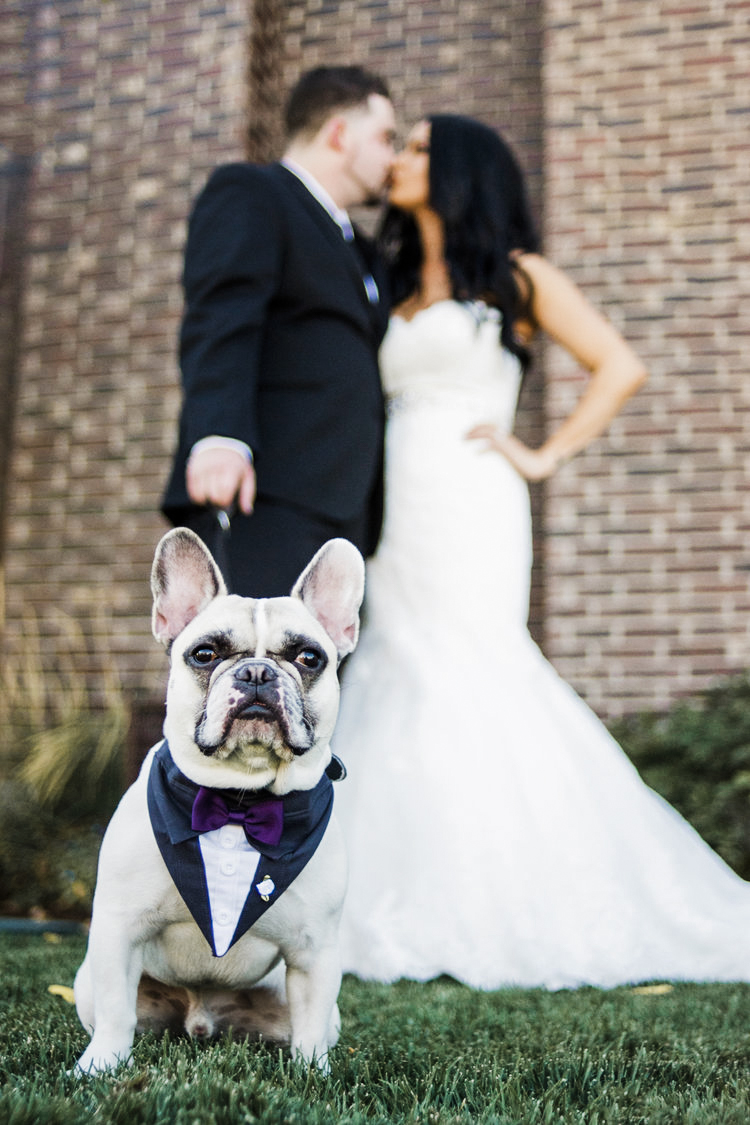 Colorado_Wedding_Photographer_Apollo_Fields_Dog.jpg