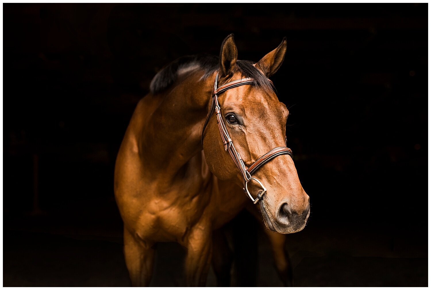 Long-Island-Senior-Photographer-Apollo-Fields-Horse-07.jpg