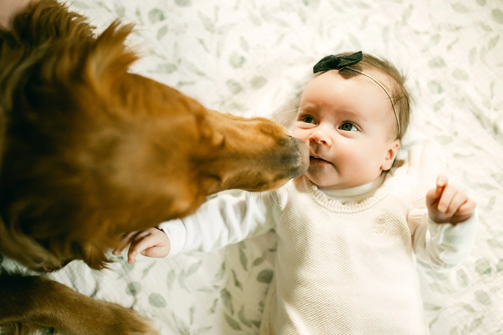 A baby lying on a patterned blanket meeting the nose of a large brown dog