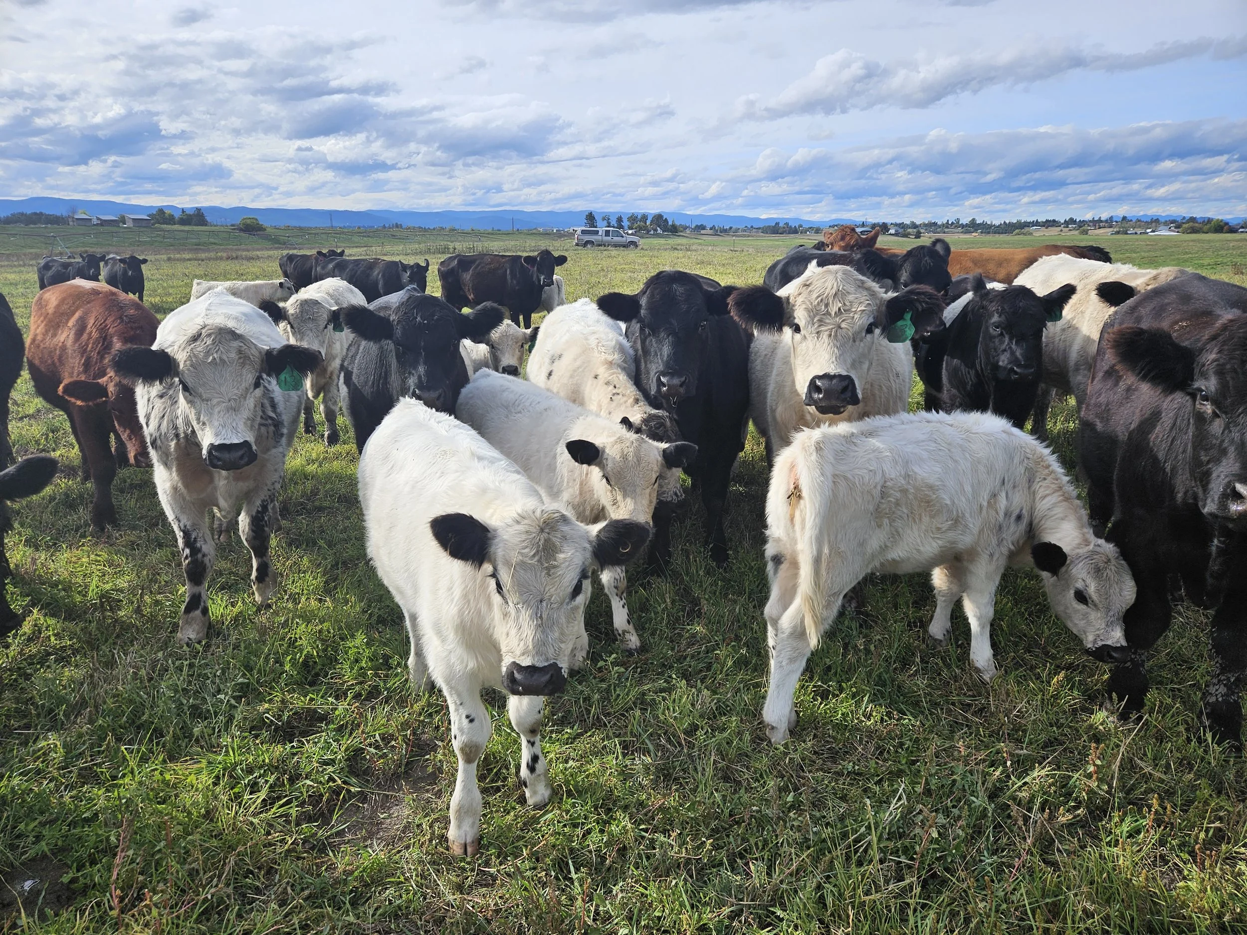 Update on Beef Hanging Weight Prices - April 2024