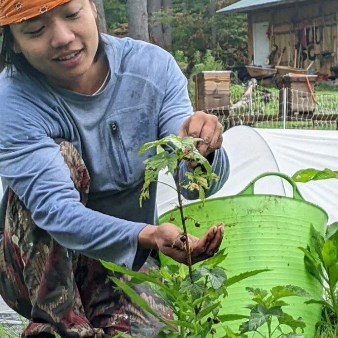 UPDATES

The currants we planted last fall gave us a small harvest!! It was very exciting to see our young plants begin to produce.

While we'll have many goodies at our markets @chathamfarmersmakersmarket (Friday) and @socratespark (Saturday)&nbsp; 