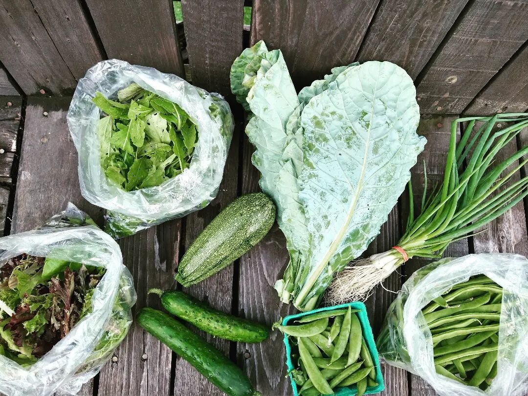 That summer green team.

This was our week 7 CSA share: collards, arugula, salanova lettuce, cucumbers, summer squash, scallions, sugar snap peas, and romano beans. 

Awesome add-ons like eggs, flour, meat and seasonal fruit not pictured. 

YOU could