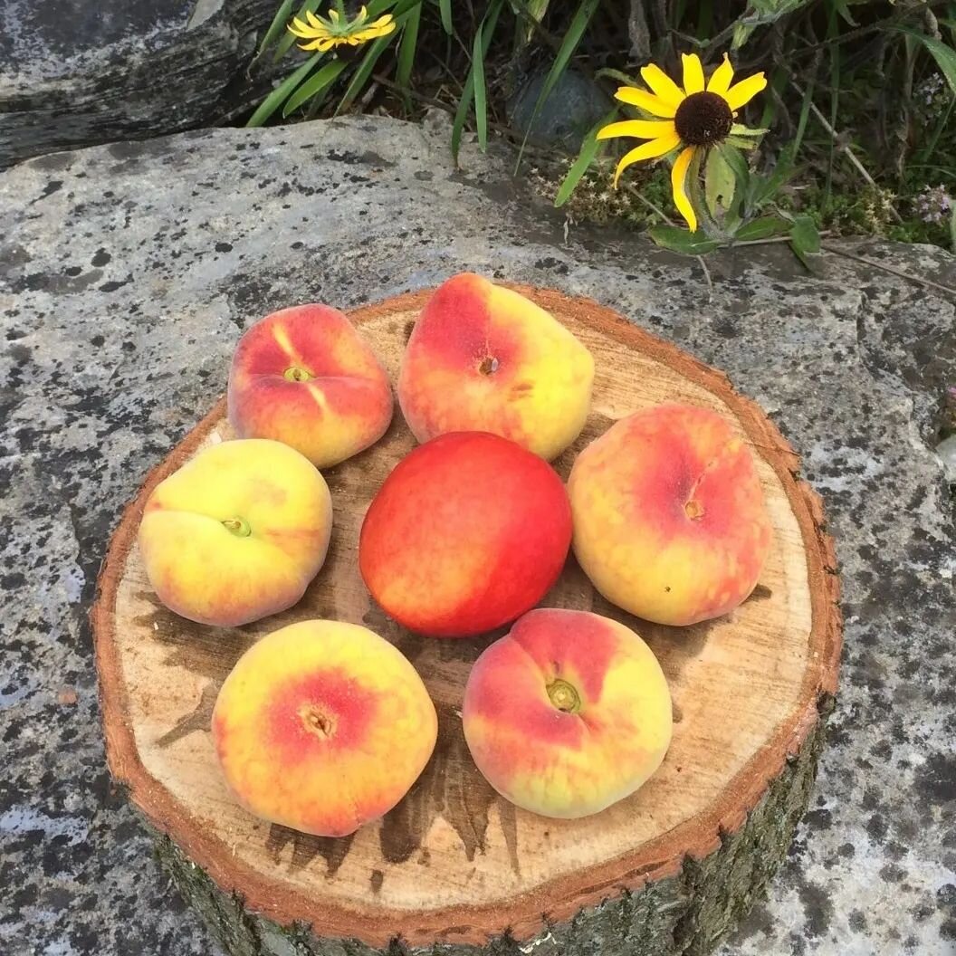 Summer at the markets!

Tonight at Crellin Park in Chatham, NY, 4:30-7PM with @chathamfarmersmakersmarket 

Tomorrow @socratespark in Long Island City NYC 10am-2pm

We'll have gorgeous donut peaches, nectarines, berries, greens, beans, cukes, zukes, 