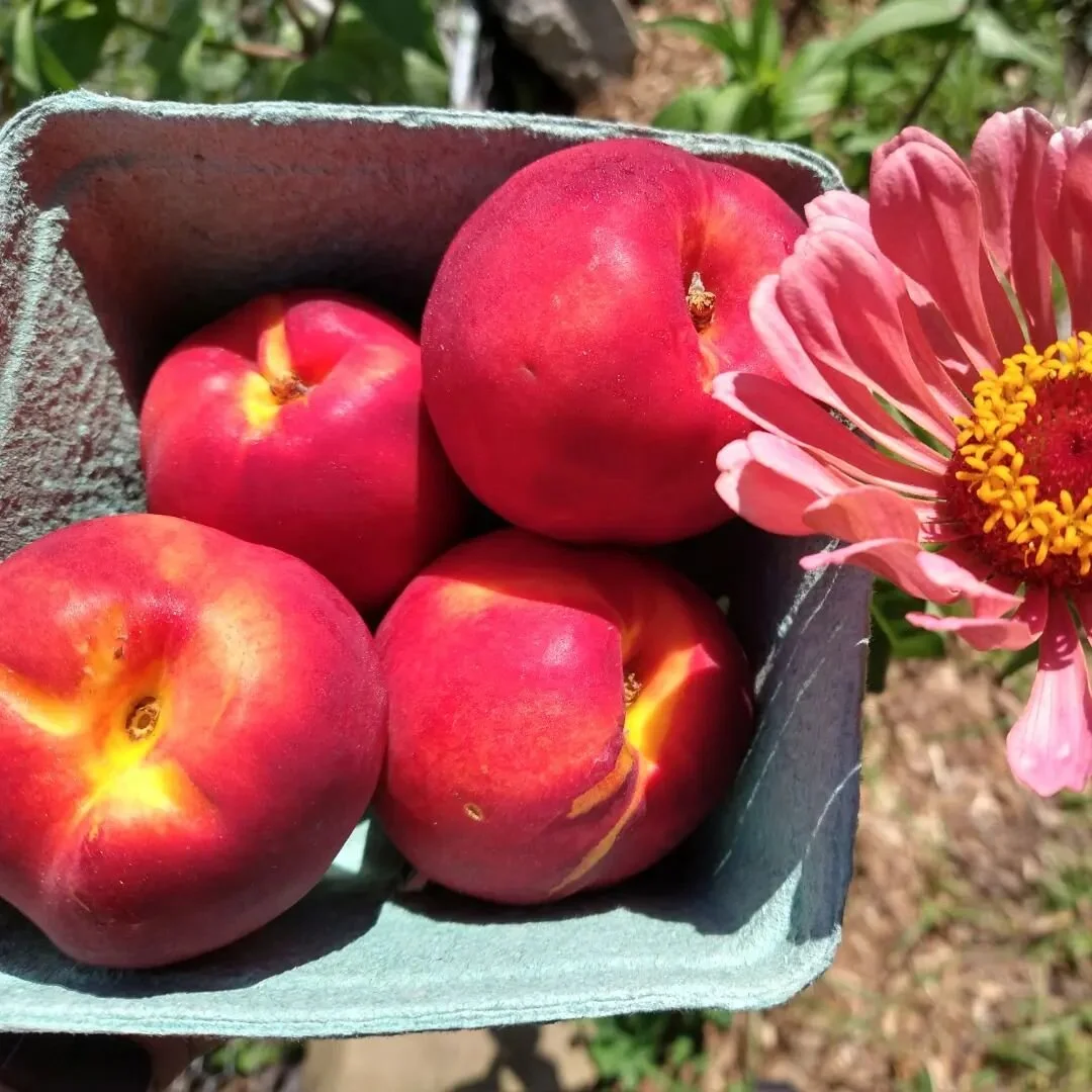 The farming growing season in the northeast is a marathon. But along the way there's some beautiful miles. August is a pretty beautiful mile. 

We'll see you tonight (Friday) at Crellin Park in Chatham @chathamfarmersmakersmarket from 4:30-7pm 

and 