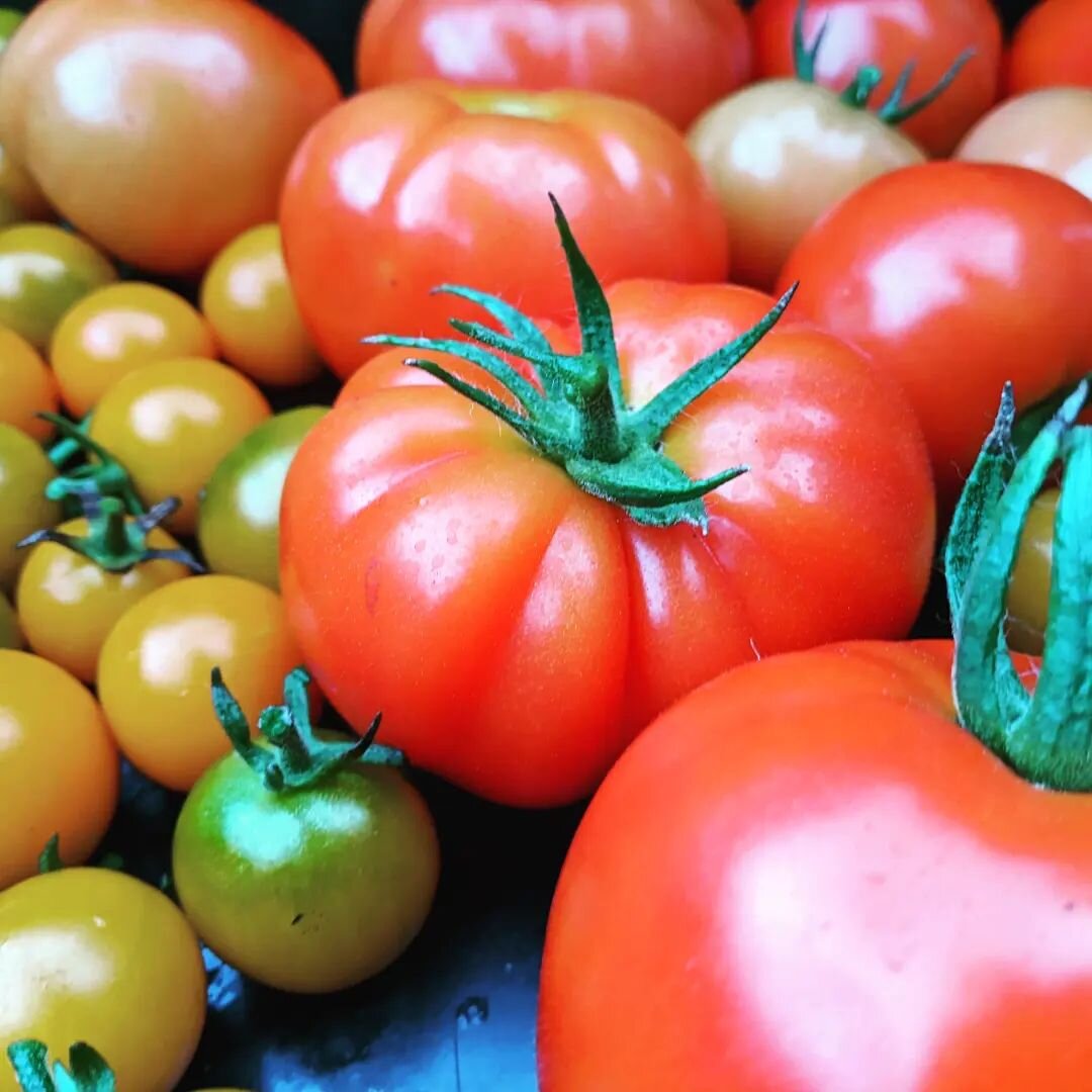 TOMATO. TIME. 

Tonight @chathamfarmersmakersmarket 4-7:30 
Tomorrow @socratespark 10am-2pm

It is fleeting, delicious, beautiful time. 

Get em before they goooo

#tomatoheaven
#summerveg
#summerjewels
#farmersmarkets