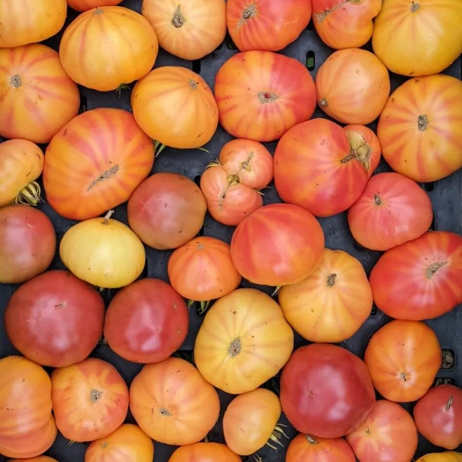 Tomato time marches on! 

Tomatoes are such a joy to grow and eat, truly the treat of our farm. We baby them starting from seed in March and when the crop goes wild with production months later in August, it was 💯 worth it. Come to the market and se