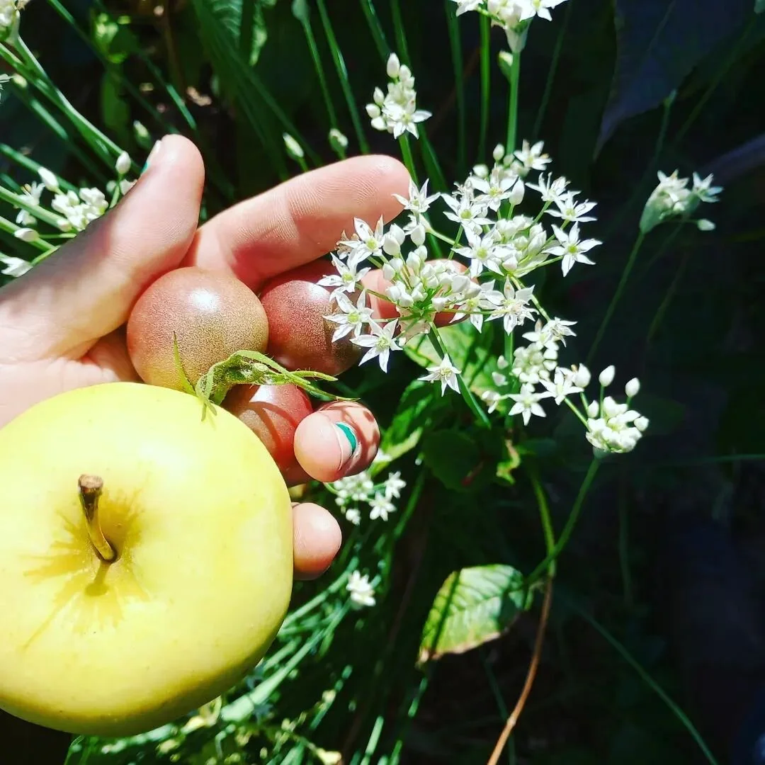 Summer meets fall! The most glorious veg and fruit time of the year. 

Happy labor day to all. Endless gratitude to our labor force that makes all the food and farm building possible. Come get the fruits and vegetable of our labor at our markets this