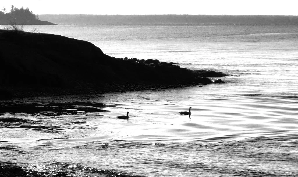 Duck Trap P4060218.JPG