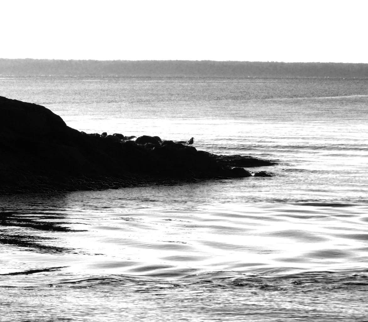 Duck Trap P4060203.JPG