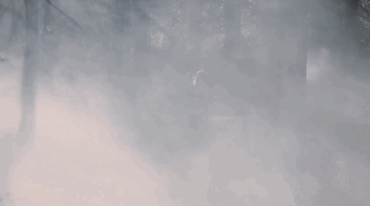 SF_Scary Right_v1.gif