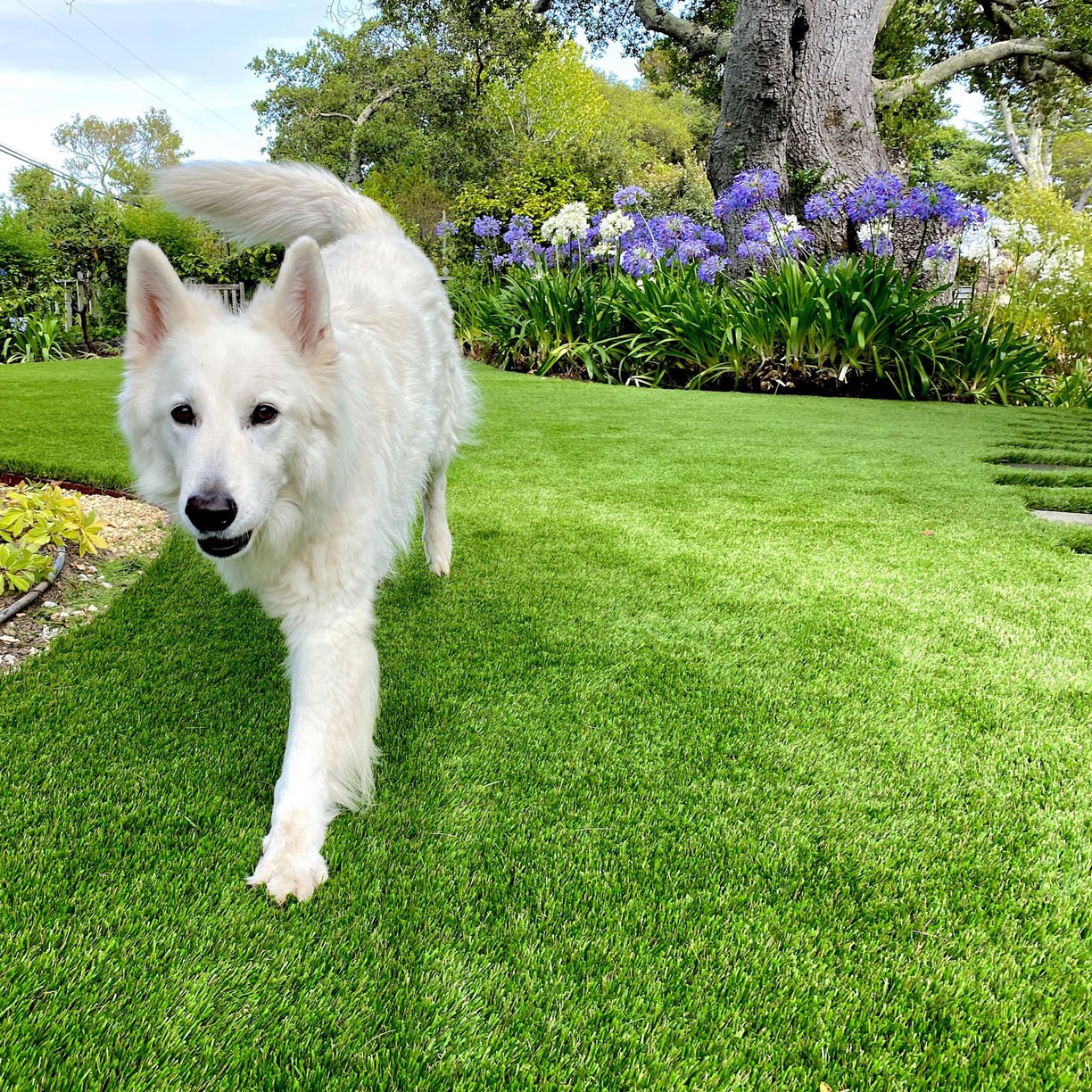 dog in artificial grass lawn.jpeg