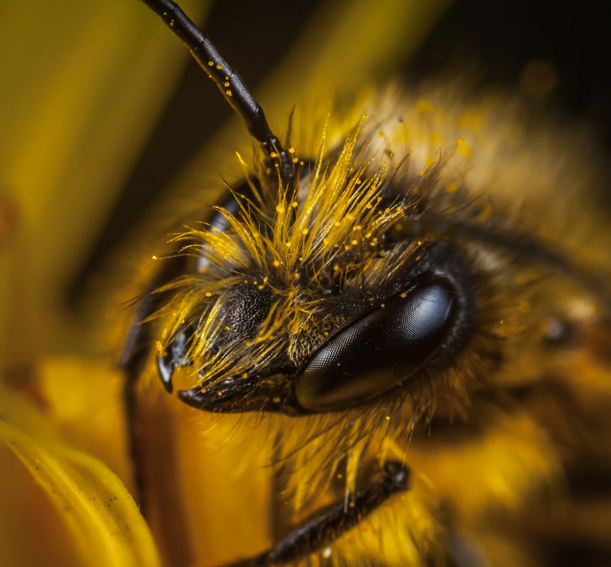 insect-3079508.jpg