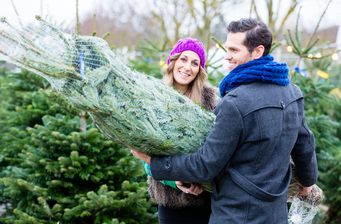 Christmas Tree Pests
