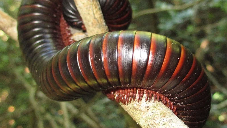 Centipedes vs. Millipedes