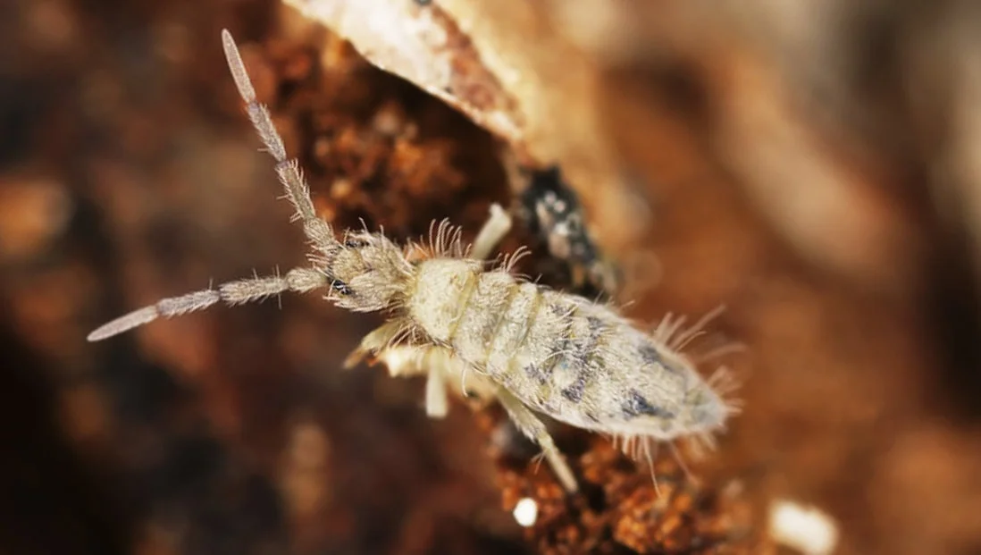 Getting Bitten Or Sprung?