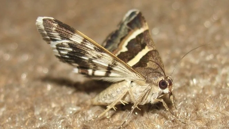 Why Moths Eat Your Clothes