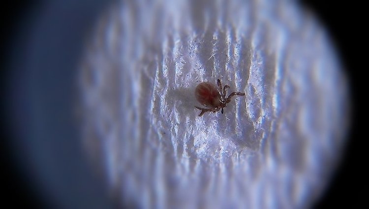 Most Dangerous Pests For Your Health
