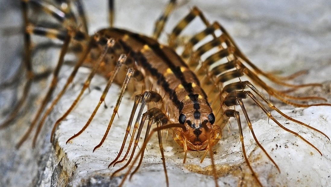 Centipede