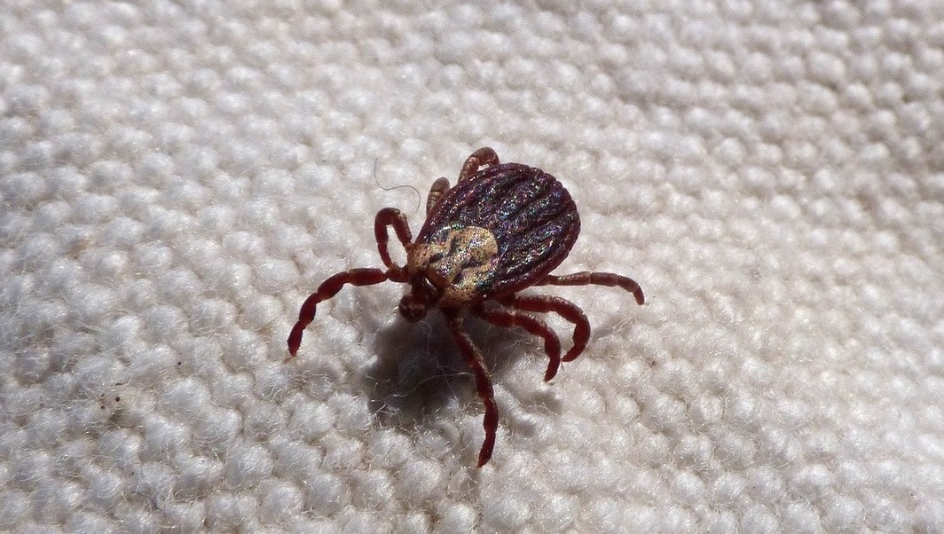 Ticks