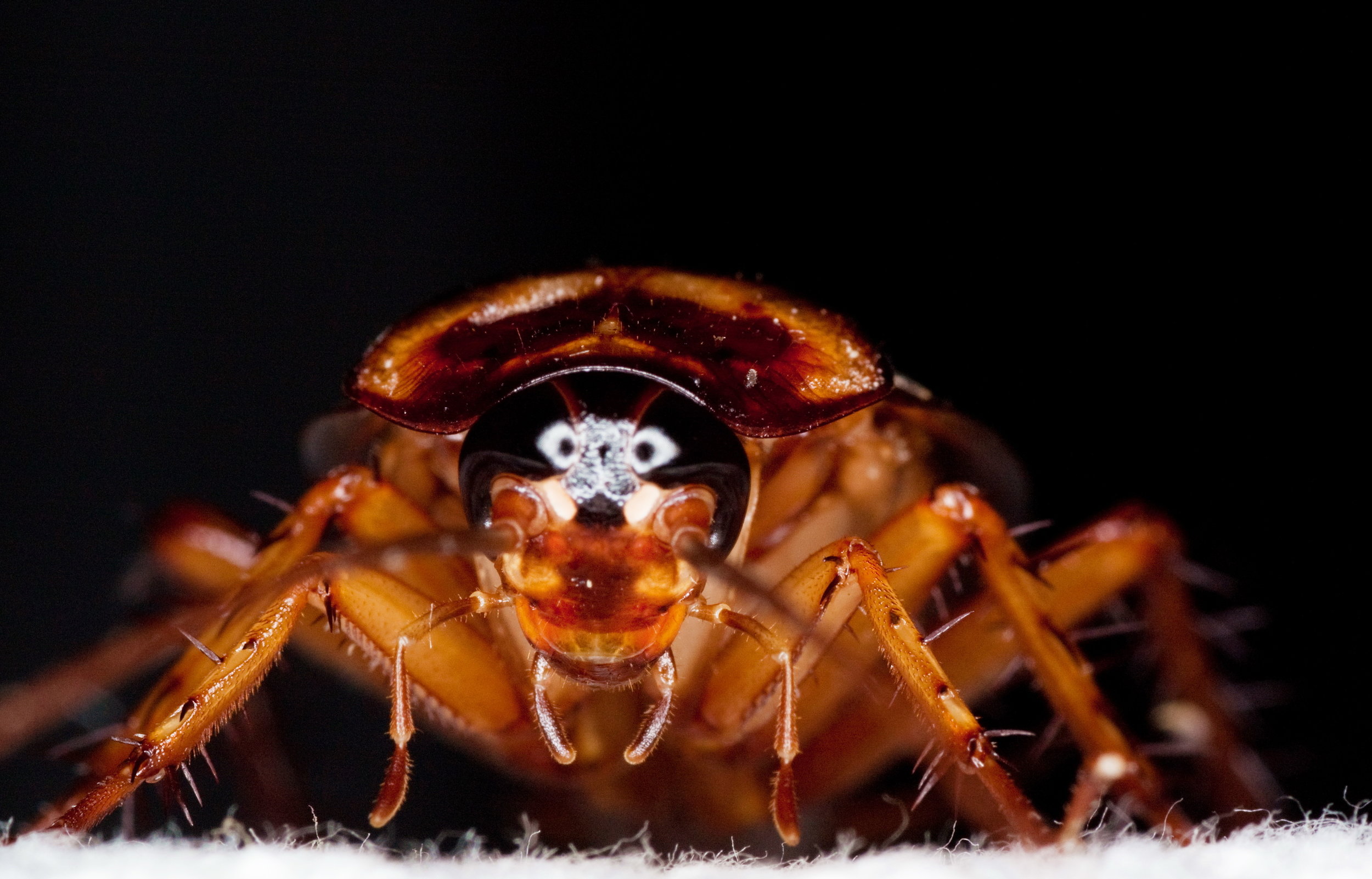 A cockroach infestation requires immediate action by professionals to eliminate the problem and help minimize health risks associated with them. Cockroaches are attracted to food (especially rotting and decaying food matter). A cockroach will eat the same food you eat, along with paper products, packaging, fabrics, toothpaste and pet feces. It's easier to discover signs of a cockroach problem in your home or business than it is to actually see a live cockroach. Nocturnal creatures, cockroaches will hide out of your sight during the day becoming much more active at night.