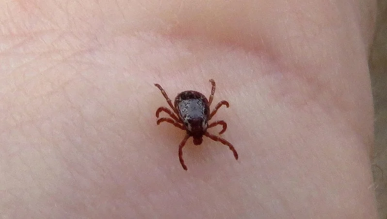 Rid Your Home Of Ticks