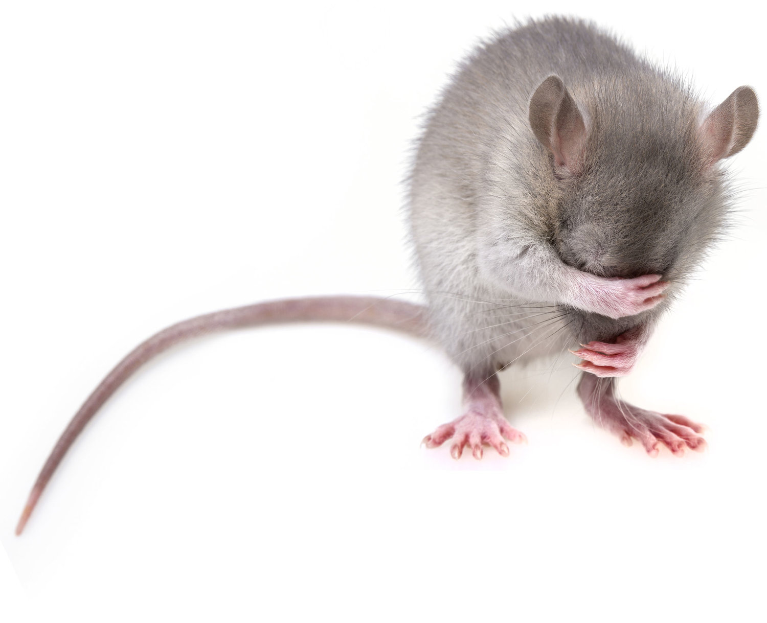 Get Rid Of Mice Like A Boss — GLADHILL SERVICES