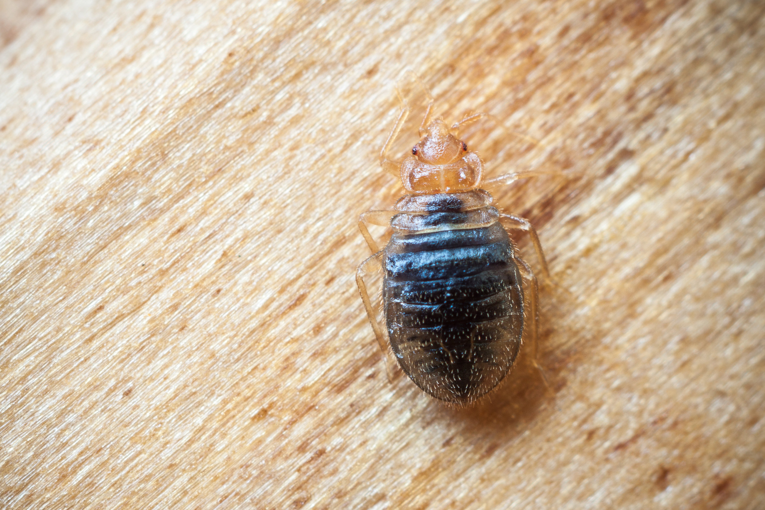Bed bugs are very good at hiding in the tiniest places, and most people have no idea they have them until they get bit. Gladhill Services listens to their customers concern, so we have put together a few easy do-it-yourself bed bug treatment options to help prevent and eliminate bed bugs from your home. Since bed bugs are active during the night and rarely seen by people, prevention is the best measure when dealing with these pests. However, if you do suspect bed bugs in your home, here are a few treatment options to help reduce bed bugs until a professional arrives.