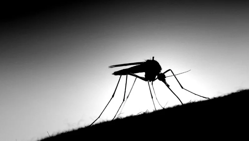 DIY Mosquito Control