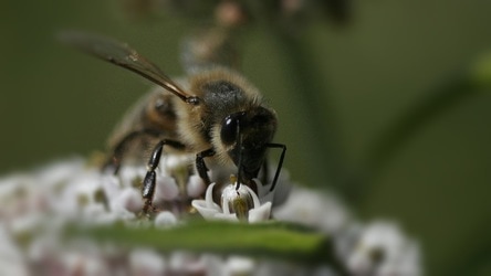 Natural Pest Prevention