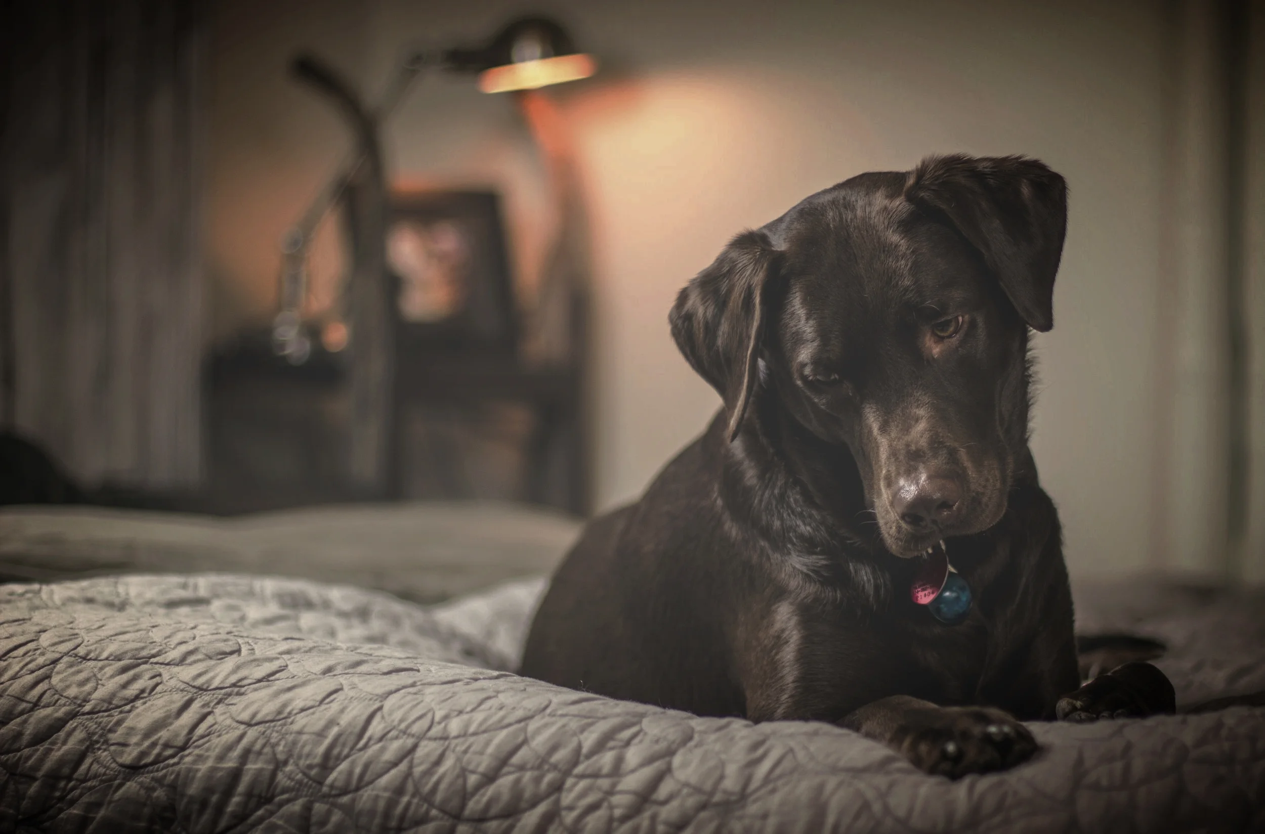 dog-1837445.jpg