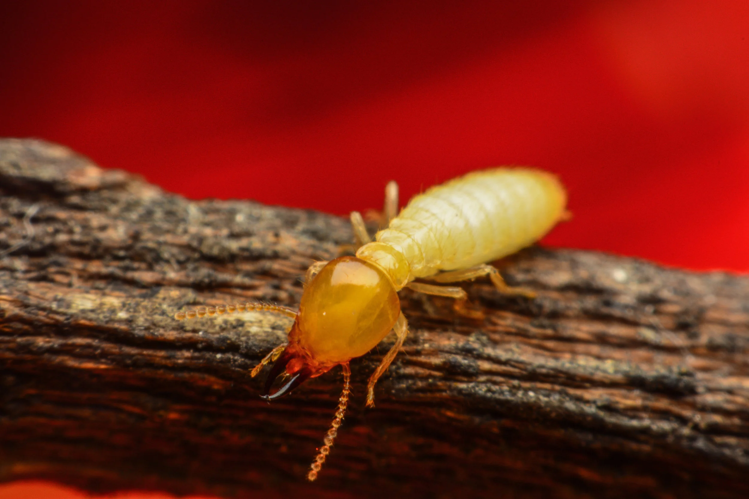 How long before termites destroy my house?