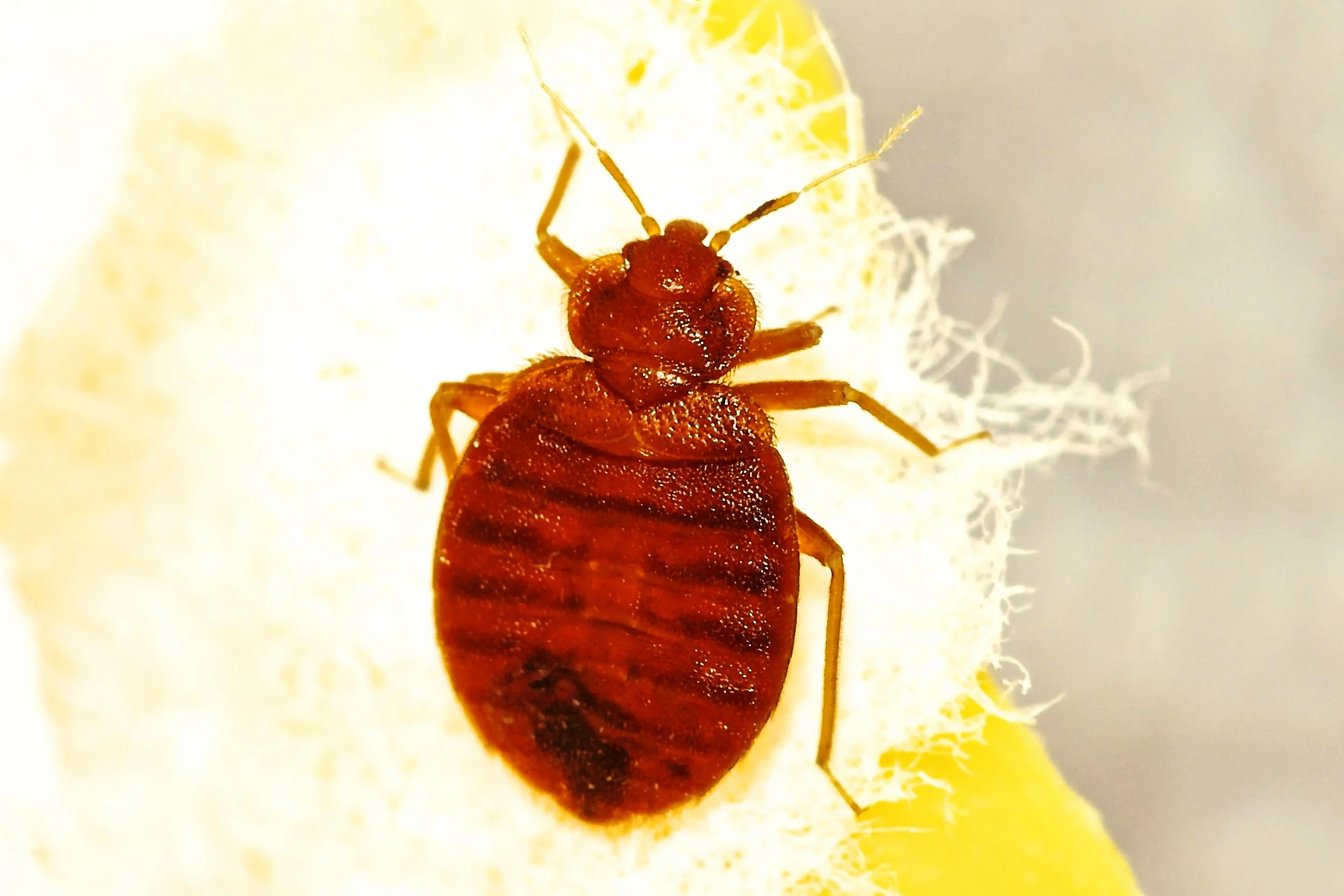 The Most Frightening Fact About Bed Bugs