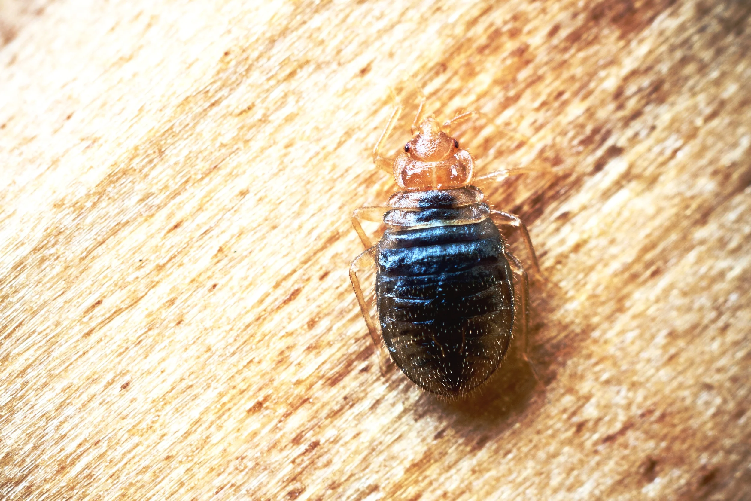 Signs You Have Bed Bugs