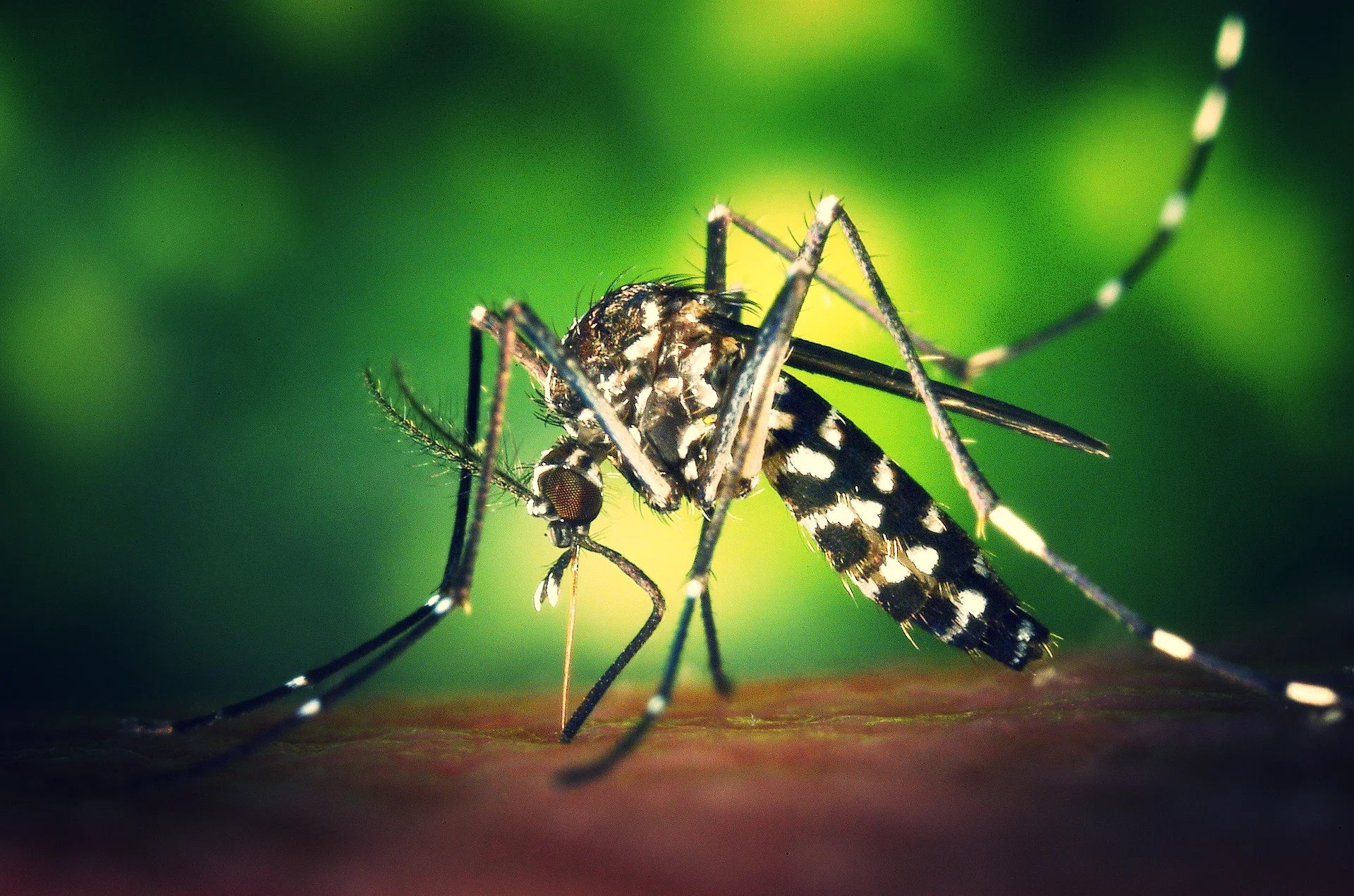 How Not To Get Bit By Mosquitos