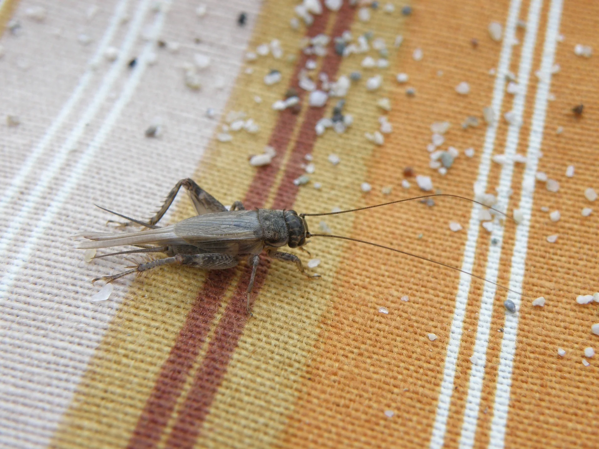 Can Crickets Tell You The Temperature Outside?