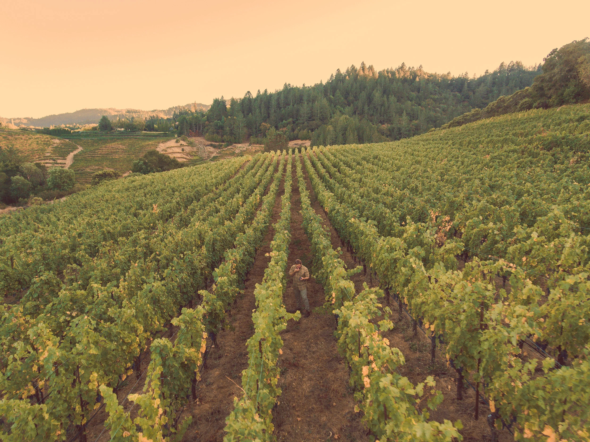 Bobby.Moy.DJI_0060.SQUARESPACE.2500px.Wide.Bottle.Branding.jpg