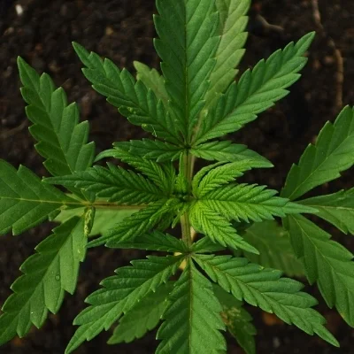 Banking Marijuana Related Business: Are We There Yet?