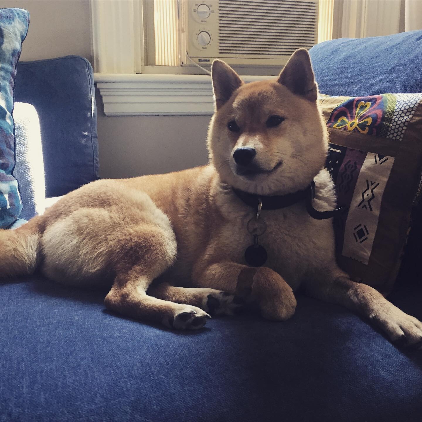 My houseguest is an absolute boss at sitting pretty @naminami_shiba