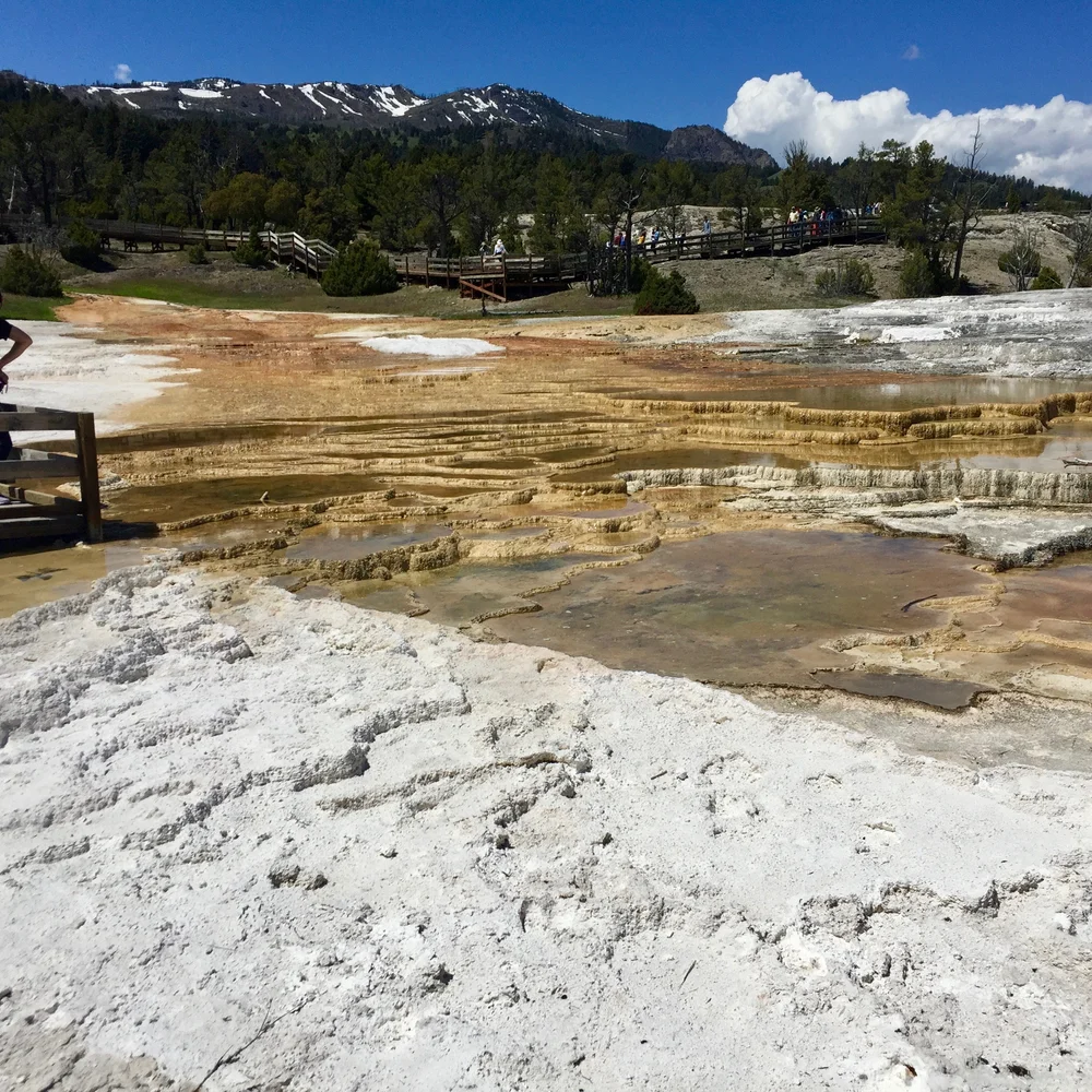 Mammoth Springs Main Terrace