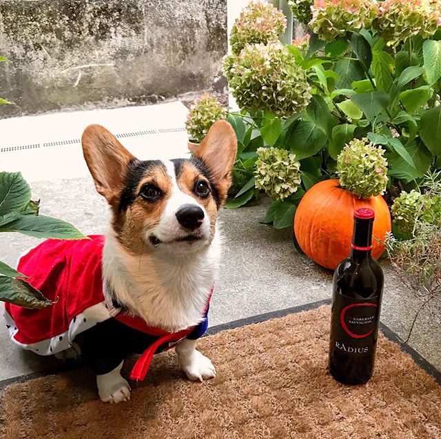 Happy Halloween everyone! Hope you all have a spooky night filled with treats 🎃 👻 -
-
-
-
📷: @dvmajewski 
#radiuswine #wine #halloween #spooky #trickortreat #vinetobottle #washingtonwine #welcometowashington #winetime #winewednesday #cheers #octob