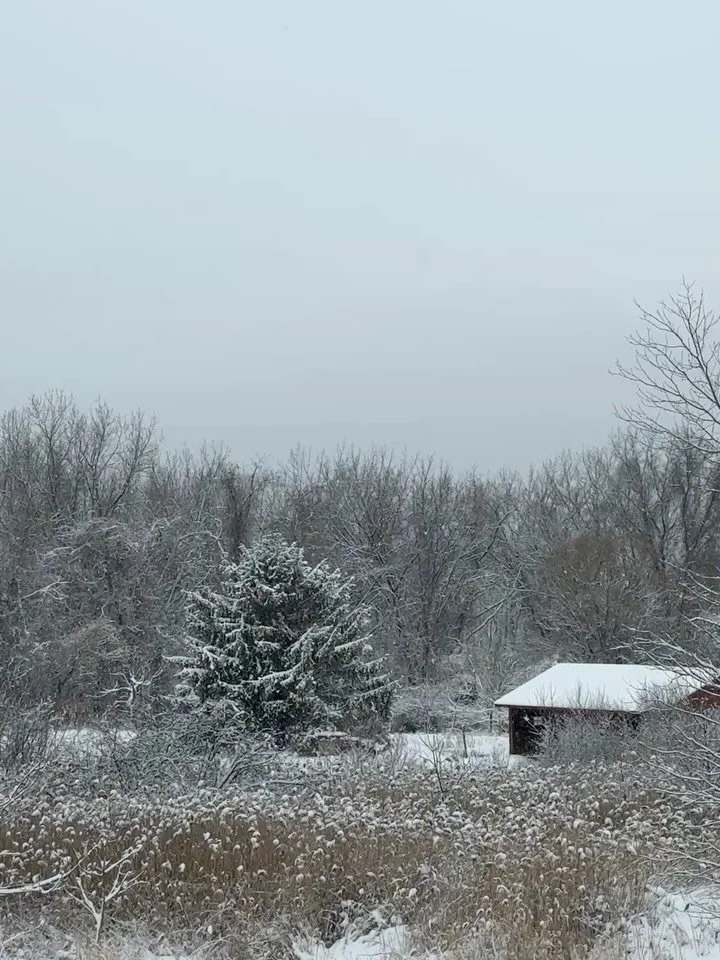 Sunday mornings are for watching fresh falling snow. ❄️